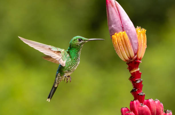 istock Green-crowned Brilliant hummingbird 2161229453
