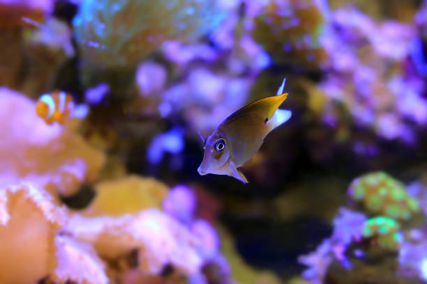 Ctenochaetus tominiensis, the Tomini surgeonfish, Tomini bristletooth, yellowtip bristletooth or orangetip bristletooth, is a species of marine ray-finned fish belonging to the family Acanthuridae which includes the surgeonfishes, unicornfishes and tangs. This fish is found in the western central Pacific Ocean