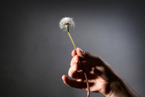 Close up blowing dandelion seeds