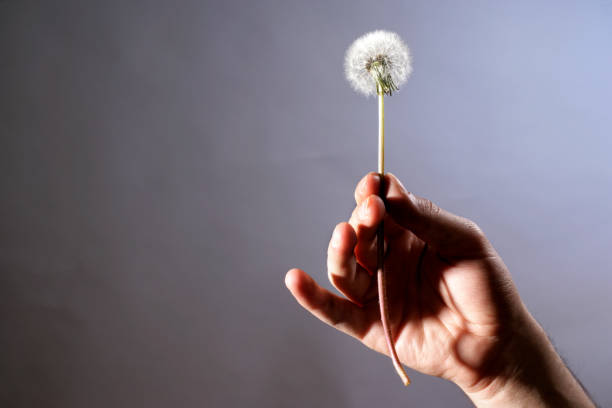 Close up blowing dandelion seeds