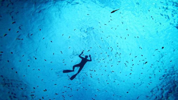 istock Diver Exploring Marine Life in Crystal Waters 2161231441
