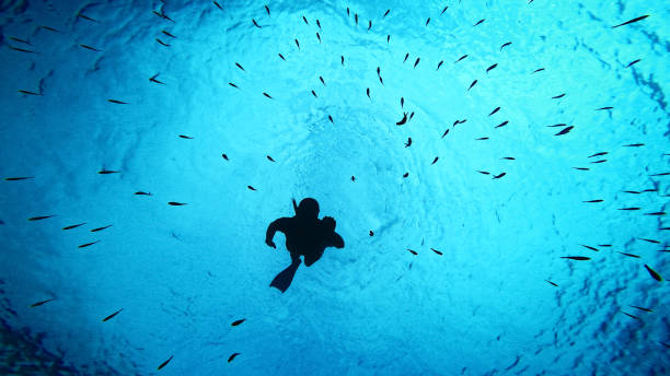 istock Diver Exploring Tropical Marine Life 2161231466