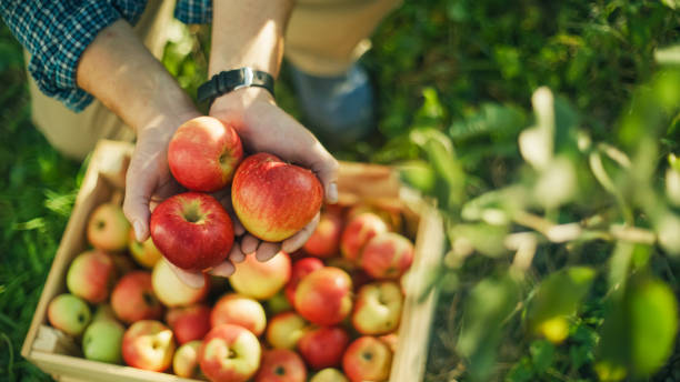 Senior Fruit Grower Collecting Apples in Orchard