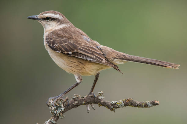 istock White banded mokingbird, in spinal forest environment , Pampas, Argentina. 2161232227