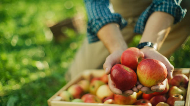 istock Senior Orchard Worker Harvesting Apples 2161232276