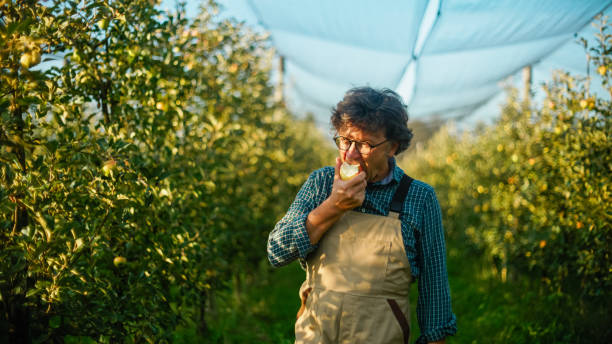 Elderly male fruit grower with a seasoned gaze tastes a ripe apple amidst rows of trees in a sun-kissed orchard, displaying professional scrutiny and agricultural expertise.
