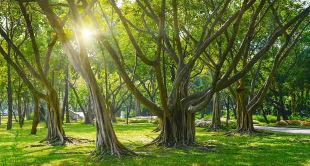 istock Beautiful green banyan tree, many trunks intertwined into one huge ficus microcarpa 2161232761