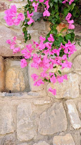 istock pink bougainvillea on stone wall 2161232771