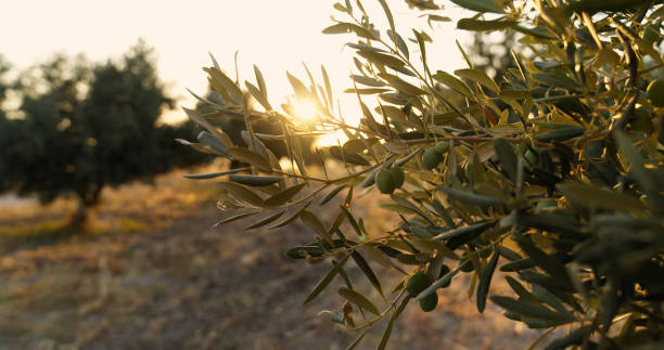 istock Olive tree with the fruits 2161232776