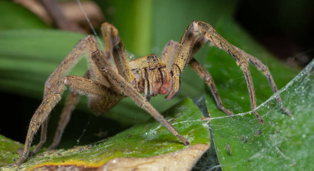 istock Banana spider in Costa Rica. 2161232876