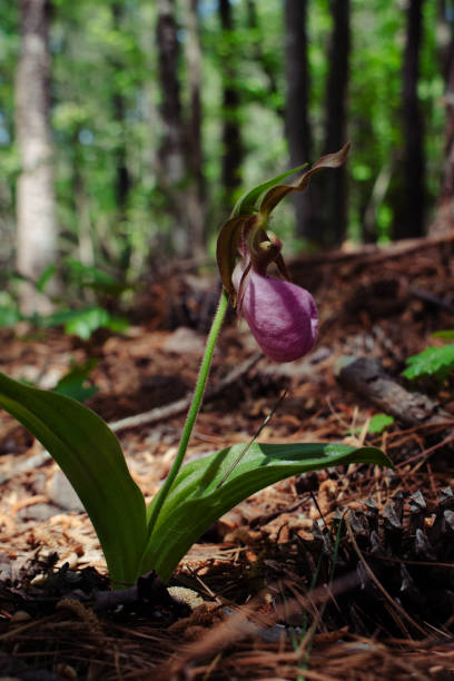 istock Wild Woodland Lady Slipper Orchid 2161232921