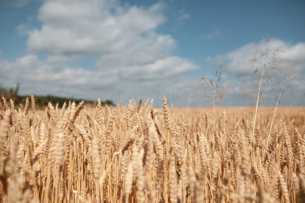 istock wheat field and clear blue sky at summer day 2161233895