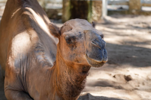 A closeup shot of a camel at the zoo in Taipei, Taiwan