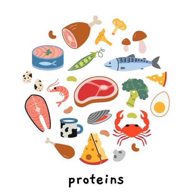 illustrations, cliparts, dessins animés et icônes de infographie du produit sources de protéines. ensemble d’aliments sains avec de la viande, des fruits de mer, des légumes et des produits laitiers. illustration vectorielle moderne isolée sur fond blanc, dessinée à la main, design plat - protéine