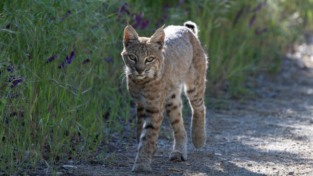 istock Bobcat on the Prowl 2161235066