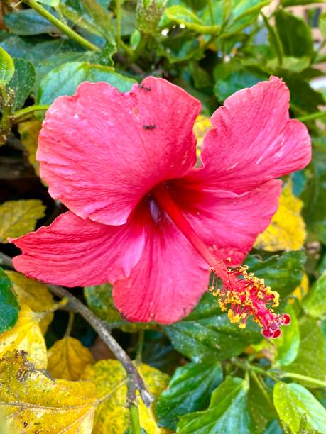 istock Red hibiscus flower 2161235833