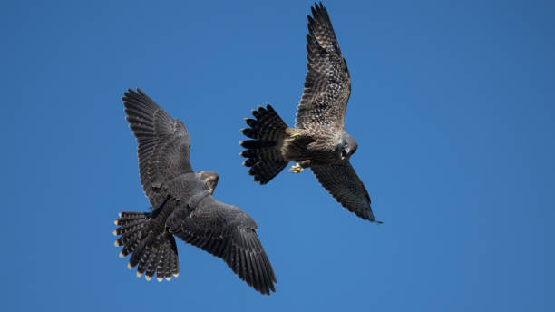 Juvenile Peregrine Falcons at Play, Pacifica, CA