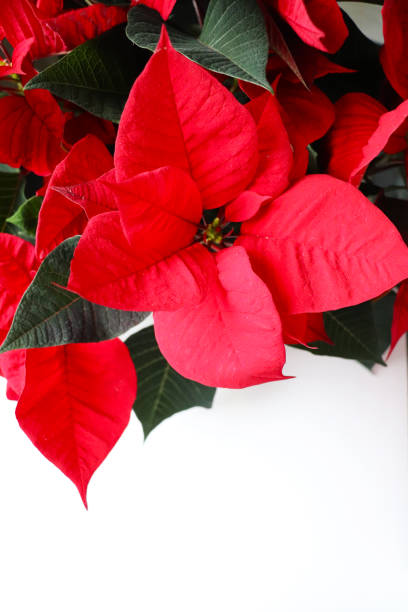 istock red poinsettia on a white background and blank for text 2161236746