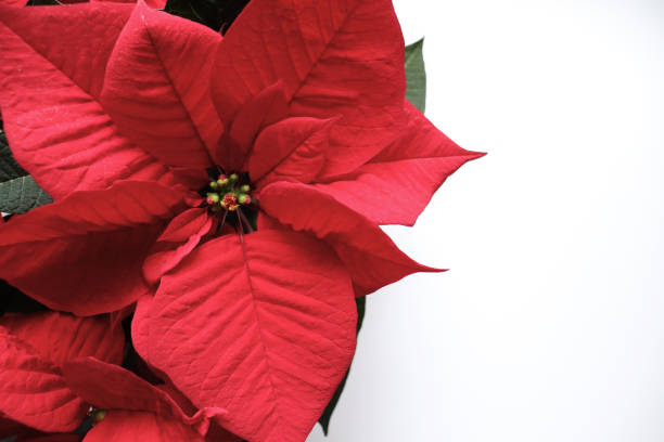 Postcard with Christmas Star