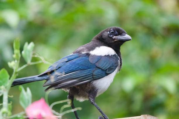 istock Juvenile Magpie Corvus bird 2161236872