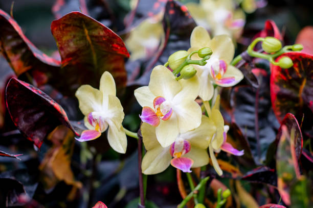 A captivating garden scene showcasing a variety of orchids, including the delicate Dendrobium and elegant Phalaenopsis species. Each orchid, with its vibrant colors and intricate patterns, adds to the botanical splendor of this floral display