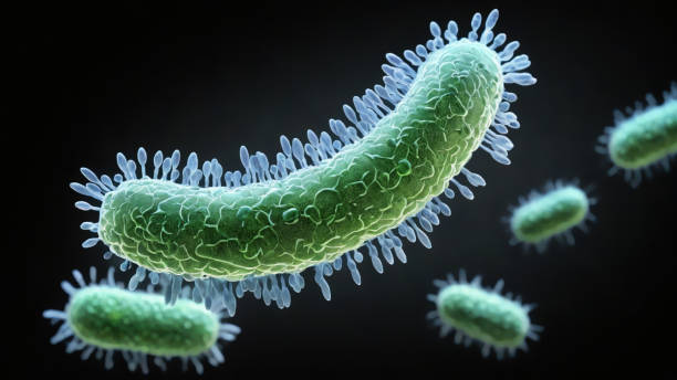 istock Bacteria medical illustration 2161238184