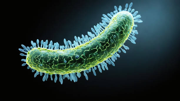 istock Bacteria medical illustration 2161238192