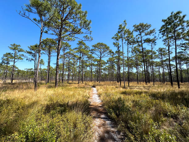 istock Hiking trail through a beautiful forest landscape 2161238203