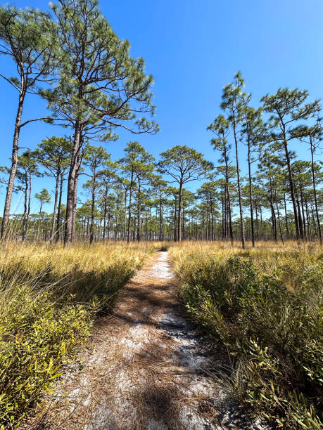 istock Hiking trail through a beautiful forest landscape 2161238204