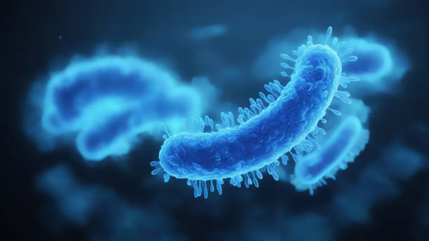 Bacteria medical illustration