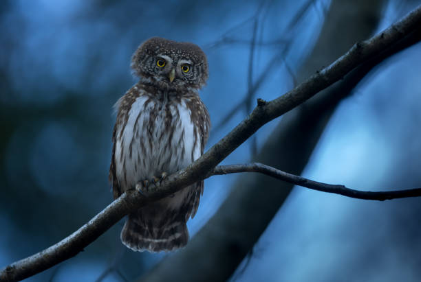 Male Eurasian pygmy owl (Glaucidium passerinum) perching on a tree in the evening.