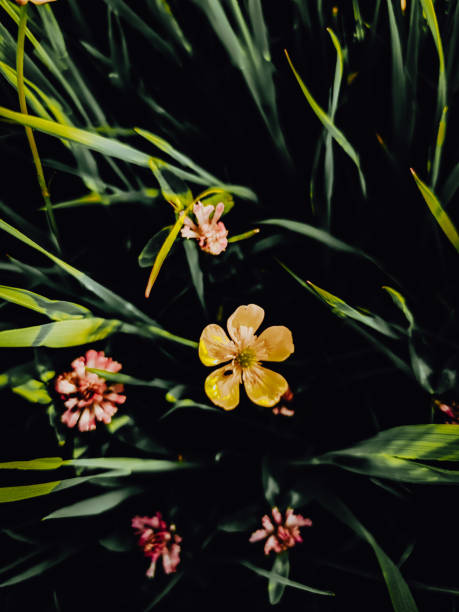 Yellow small Flower