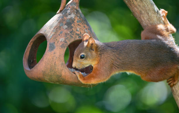 istock Squirrel on a bird feeder, Oslo Norway 2161242970