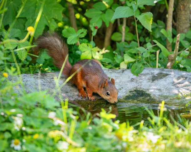 Squirrel drinking from the birdbath in my backyard.