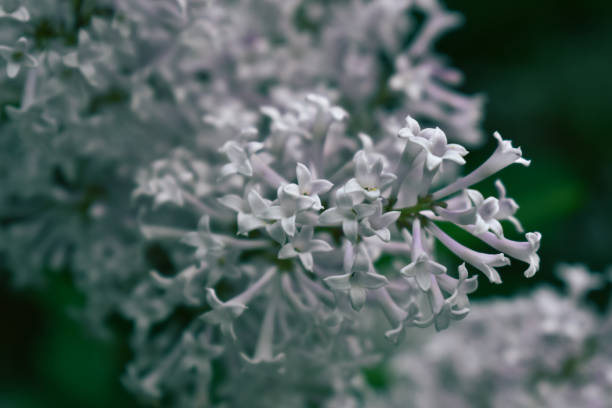 Lilac Bush Blooming Flowers in a Spring Garden