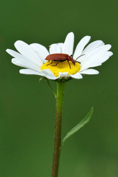 istock Close-up of a cardinal beetle on a white daisy flower 2161244908