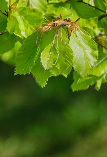 istock Saturated green leaves in early springtime forest 2161245059