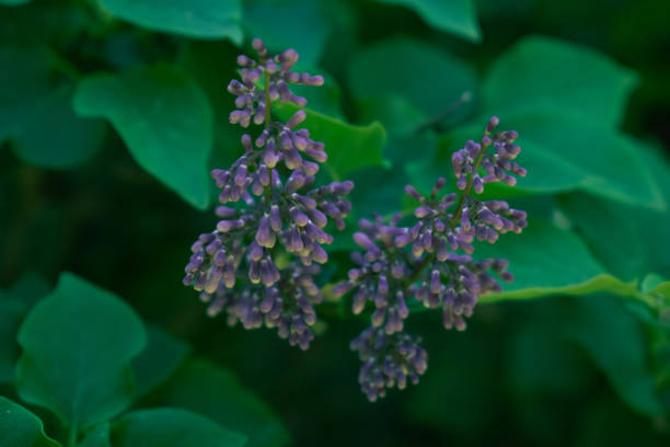 Lilac Bush Blooming Flowers in a Spring Garden