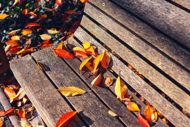Wooden bench covered in autumn leaves.  The leaves are orange and yellow at wooden surface. Rustic bench adorned with fall foliage