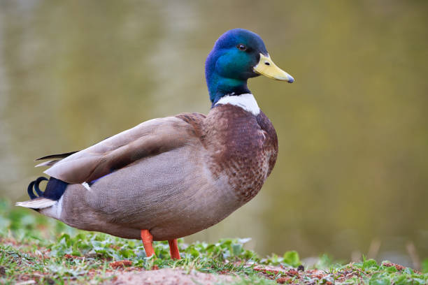 istock Mallard Male Duck close-up 2161246294