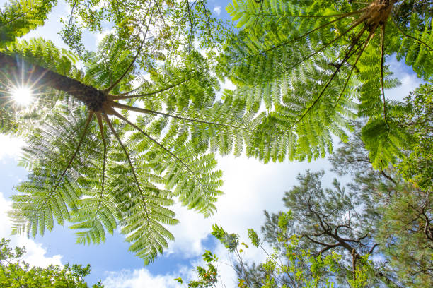 Tropical Rainforests of Amami Oshima