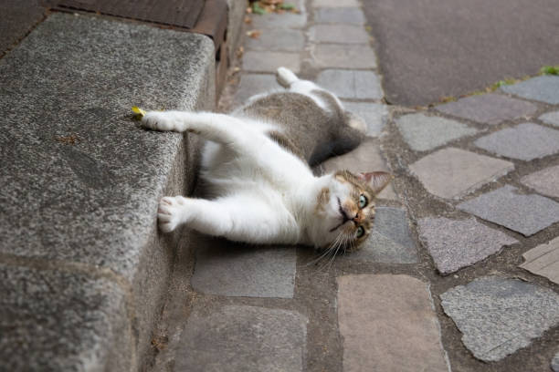 istock Brown and white cat romping on cobblestones in Dubrovnik 2161247095