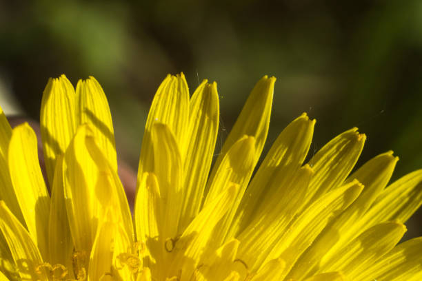 Macro photo of petals of dandelion (taraxacum officinale)