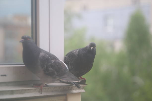 istock Two pigeons are sitting on a building 2161249614