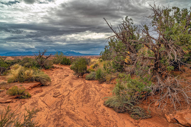 Arches National Park is a national park in eastern Utah, United States. early morning landscape