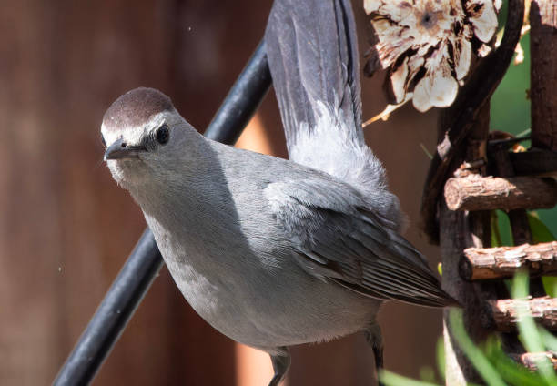 istock Gray Catbird on the backyard deck 2161250597
