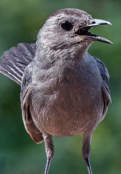 istock Northern Mockingbird on the backyard deck 2161250640