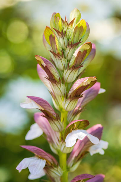 July 2024: Close-up of a single Bear's Breeches Flower