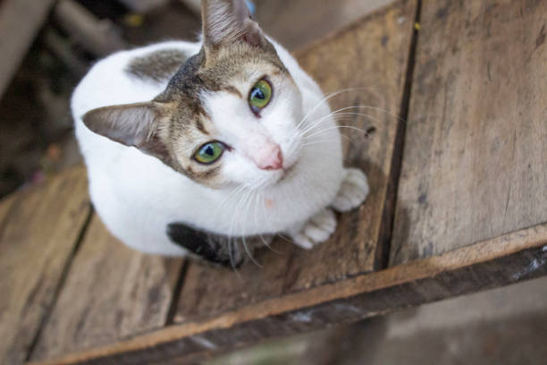 istock Closeup of a curious cat with a blurred background 2161256983
