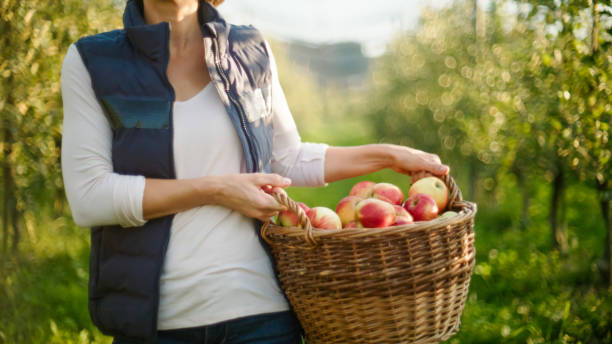 istock Mid Adult Harvests Apples in Sunlit Orchard 2161257313